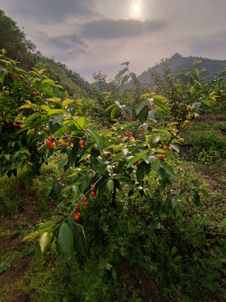 摘樱桃
